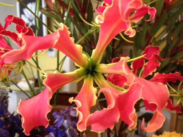 3 gloriosa lily from japan Gloriosa superba 'Rothschildiana'