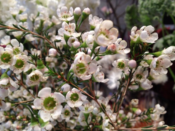 waxflower