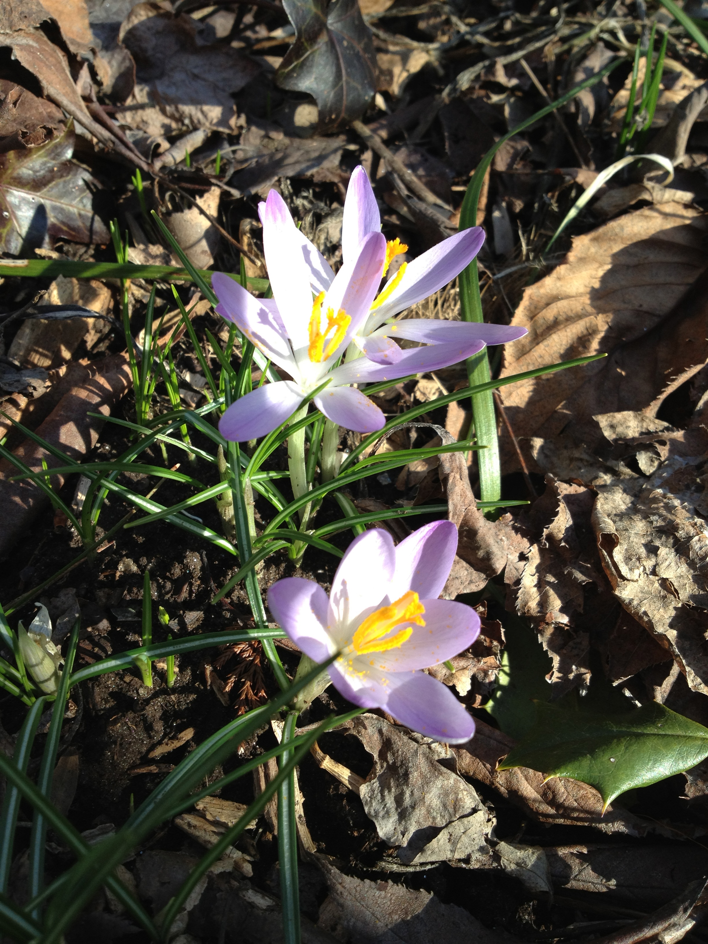 Crocus Among Rocks crocus among us | roots to blooms