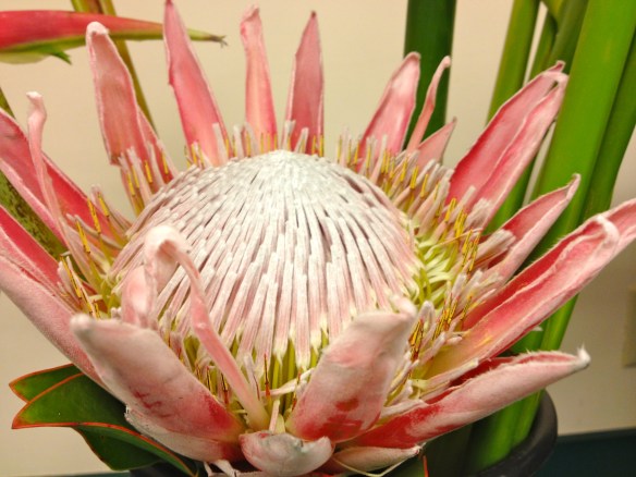 King Protea
