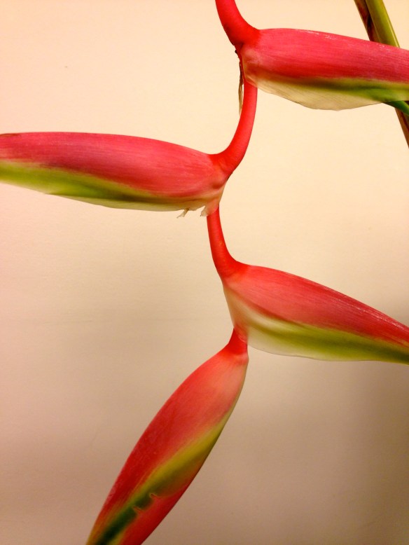 Heliconia hanging 'Sexy Pink'