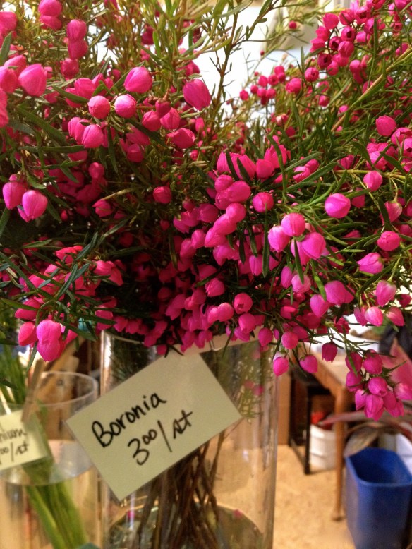 boronia