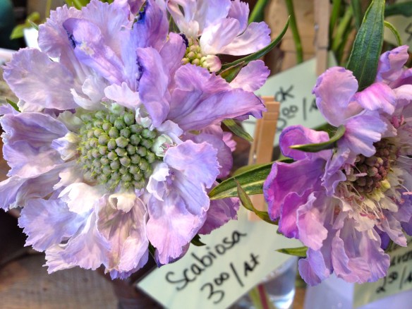 Scabiosa