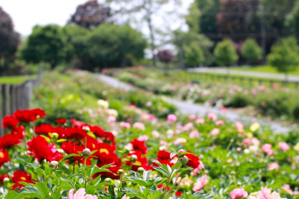 peony garden wide