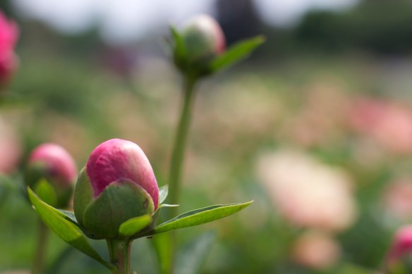 peony buds