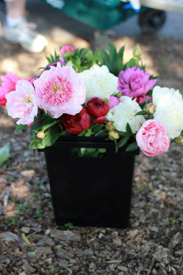 peonies in bucket