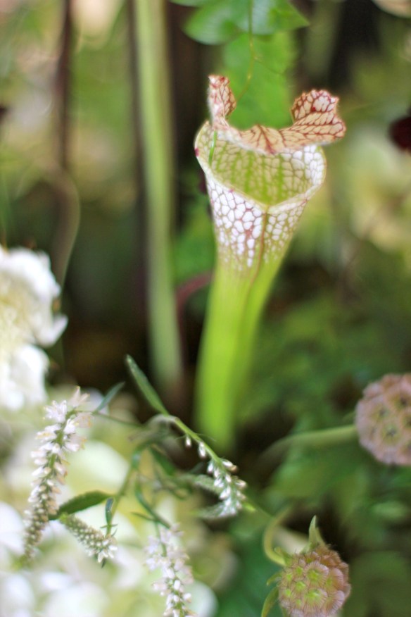 pitcher plant