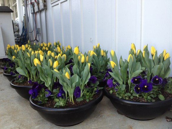 Spring Containers