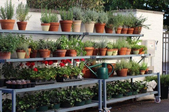 I maintained many container herbs and flowers throughout the year.