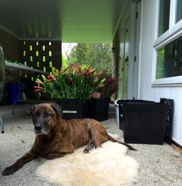 King Larry presides over the floral realm