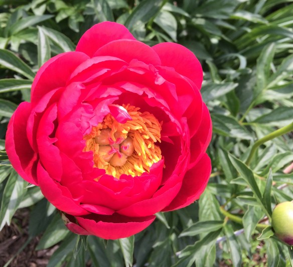 'Raspberry Charm' is so bright I have to wear shades.